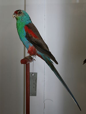 prepared male Paradise Parakeet;  State Museum for Nature and Man, Oldenburg