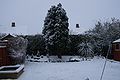 Tree in my back garden during snow