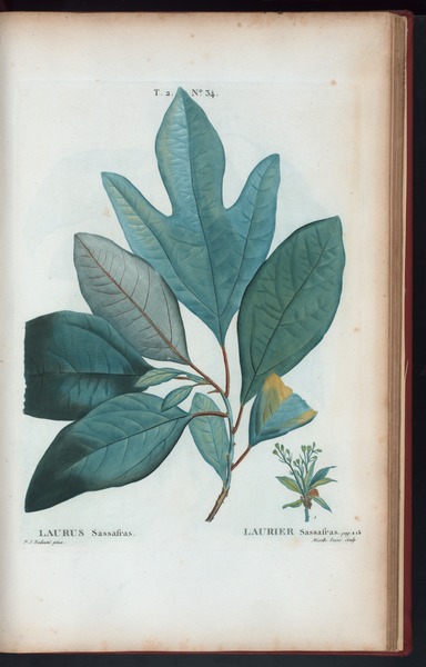 File:Laurus Sassafras - Laurier Sassafras (NYPL b14485031-1108824).tiff