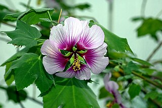 <i>Lavatera</i> genus of plants