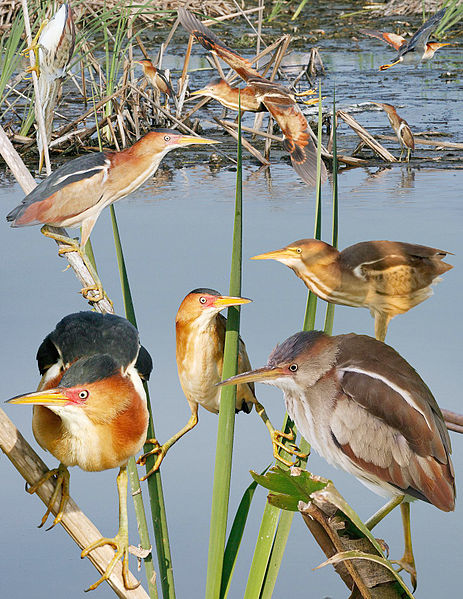 File:Least Bittern From The Crossley ID Guide Eastern Birds.jpg