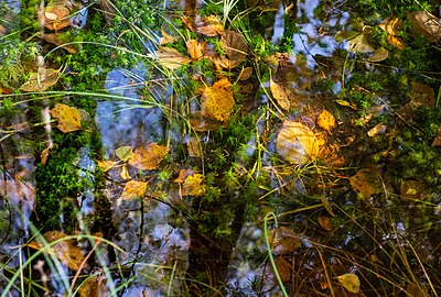 Leaves and reflections in a mossy puddle