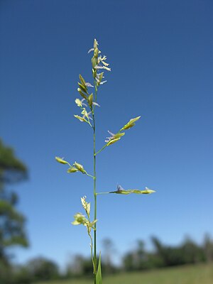 Leersia hexandra 2.jpg