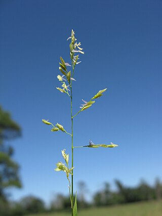 <i>Leersia hexandra</i> Species of plant