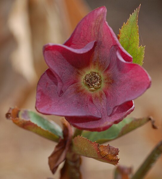 File:Lenten Rose Helleborus orientalis or Helleborus x hybridus Closeup 1675px.jpg