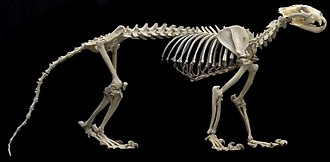 Mounted skeleton Leopard skeleton (black background).jpg