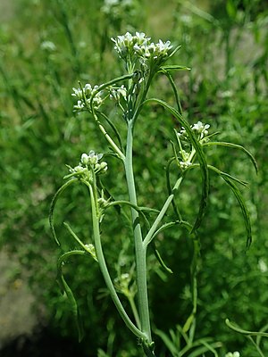 Cress de grădină (Lepidium sativum)