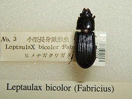 Leptaulax bicolor