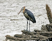 Lesser adjutants will forage in marine habitats, unlike most storks Lesser Adjutant (Leptoptilos javanicus) - Flickr - Lip Kee (4).jpg