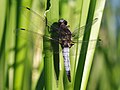 male (without spots on the wing tips)