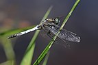 Orthetrum albistylum