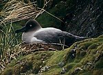 Thumbnail for File:Light sooty albatross nesting.jpg