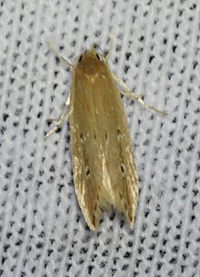 Limnaecia phragmitella - Shy Cosmet Moth (14384057762).jpg