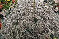 Limonium from Lalbagh Garden, Bangalore, INDIA during the Annual flower show in August 2011.