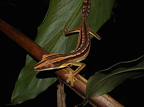 Imagine Descriere Gecko cu coadă de frunze căptușit, Parcul Național Marojey, Madagascar.jpg.
