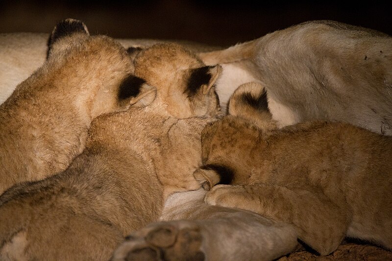 File:Lion, South Luangwa National Park (51866791985).jpg