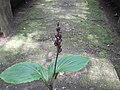 Liparis atropurpurea fruits