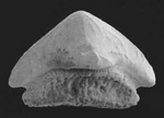 Lissodus fossil cropped.png