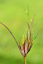 Livia juncorum (Hemiptera, Psyllidae) gall on Juncus tenuis