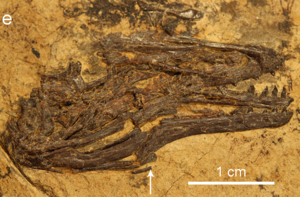 Fossil skull of a Longusunguis kurochkini