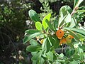 Miniatura per Lonicera pyrenaica