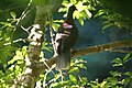 Лавровый голубь — эндемик Канарских островов