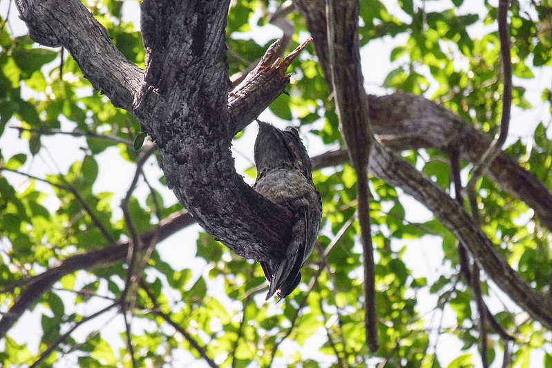 File:Mãe-da-lua camuflada.jpg