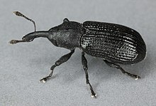 Magdalis carbonaria, Trawscoed, Sjeverni Wales, svibanj 2011. (18128847499) .jpg