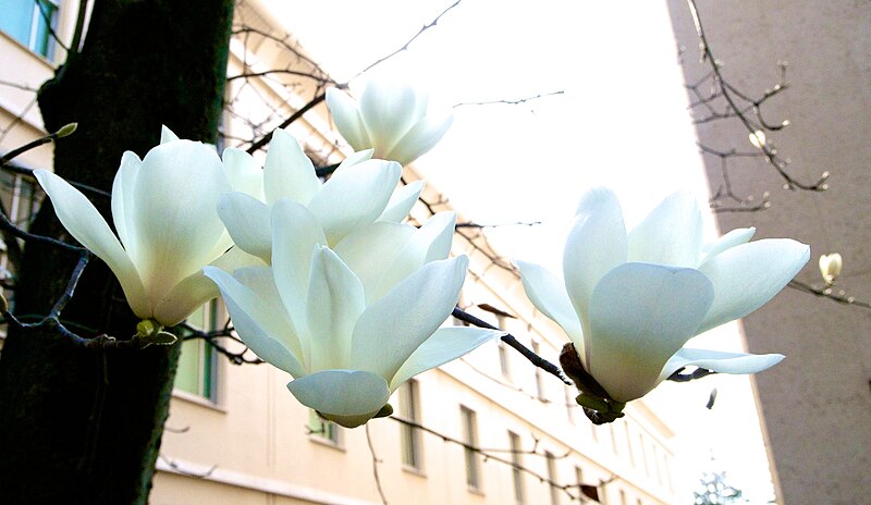 File:Magnolia heptapeta - Flickr - odako1 (1).jpg