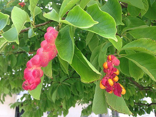 辛夷（こぶし）の実,Magnolia kobus ripen seeds