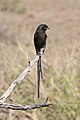 * Nomination Magpie shrike (Urolestes melanoleucus) in Kruger National Park, South Africa --Bgag 00:08, 17 October 2018 (UTC) * Promotion Good quality. -- Johann Jaritz 02:25, 17 October 2018 (UTC)