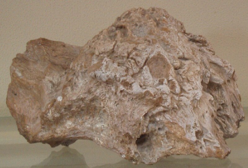 File:Majungasaurus skull.jpg