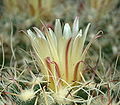 Mammillaria karwinskiana ssp. nejapensis