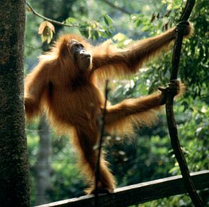 Fauna de Indonesia - Wikipedia, la enciclopedia libre