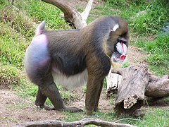 Mandrill at san francisco zoo.jpg