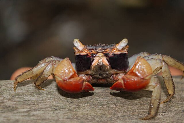 Mangrove_crab