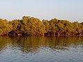 Mangroves Jungle besides water canal towards Pirotan.jpg