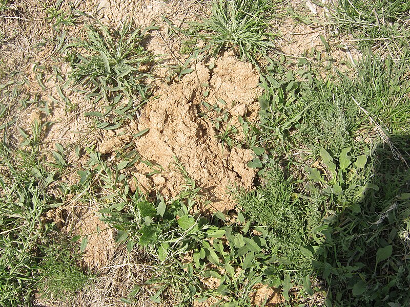 File:Manure 08.jpg