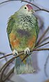 Mariana Fruit Dove