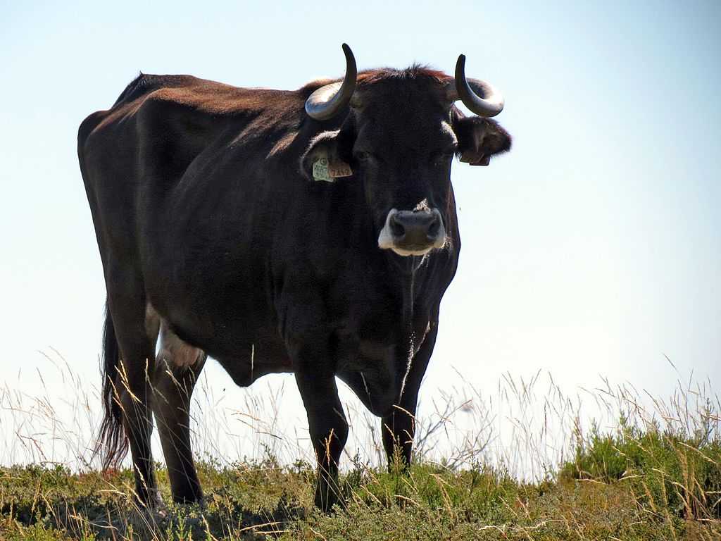 chianina bull with horns