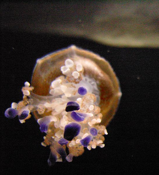 File:Mediterranean Jellyfish 2.jpg