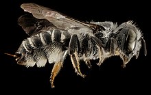 Megachile exilis, F, Talbot Co., MD, Side, 2015-07-14-11.18.14 ZS PMax.jpg
