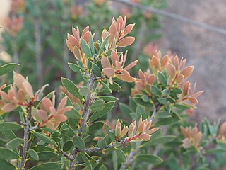 <i>Melaleuca deanei</i> Species of flowering plant