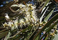 Leaves and flowers of the Melaleuca leucadendron tree