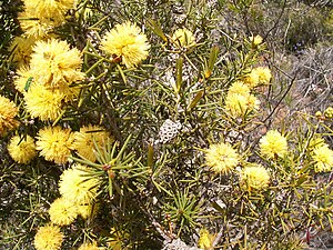 Melaleuca pungens.JPG