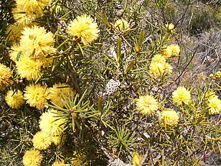 <i>Melaleuca pungens</i> Species of shrub