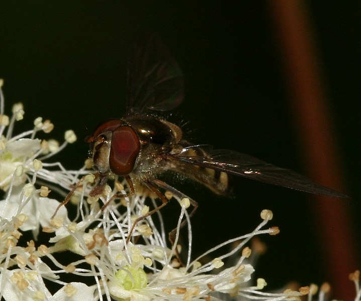 File:Meliscaeva auricollis (male) - Flickr - S. Rae (1).jpg