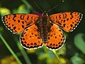 Melitaea didyma, maschio