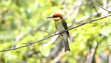 Bestand: Merops leschenaulti - Kaeng Krachan.ogv