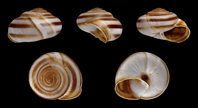 File:Metafruticicola lecta 01.JPG